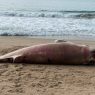 baleia-minke-morta-praia-do-buraco-balneario-camboriu