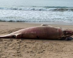 baleia-minke-morta-praia-do-buraco-balneario-camboriu